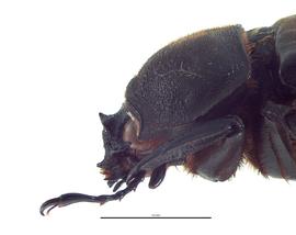   Trypoxylus dichotomus  female; photo by E.L. Engasser 