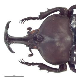   Trypoxylus dichotomus  male; photo by E.L. Engasser 