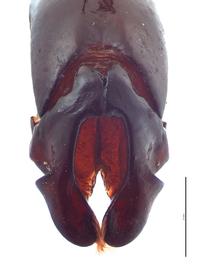   Trypoxylus dichotomus  male genitalia, caudal view; photo by E.L. Engasser 