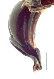   Xylotrupes ulysses  male genitalia, lateral view; photo by E.L. Engasser 