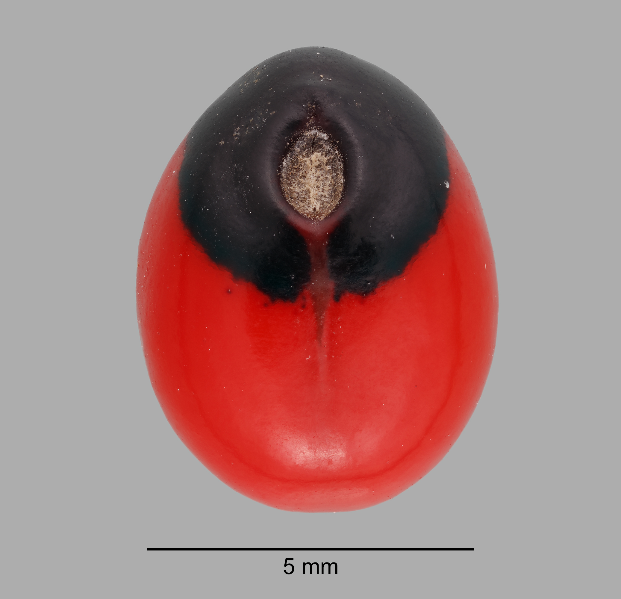 Fabaceae | Fruit and Seed Family ID