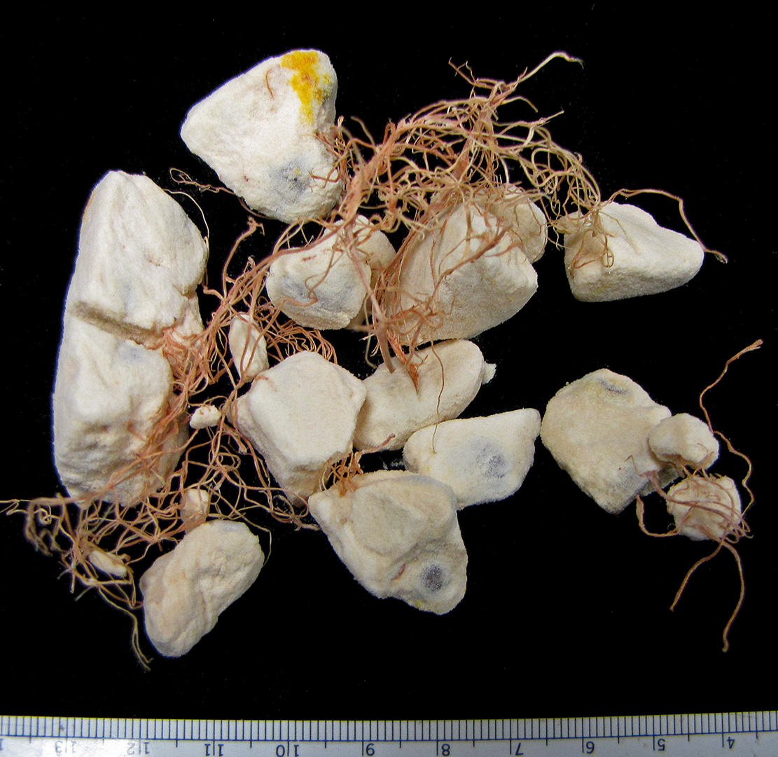 Malvaceae | Fruit and Seed Family ID