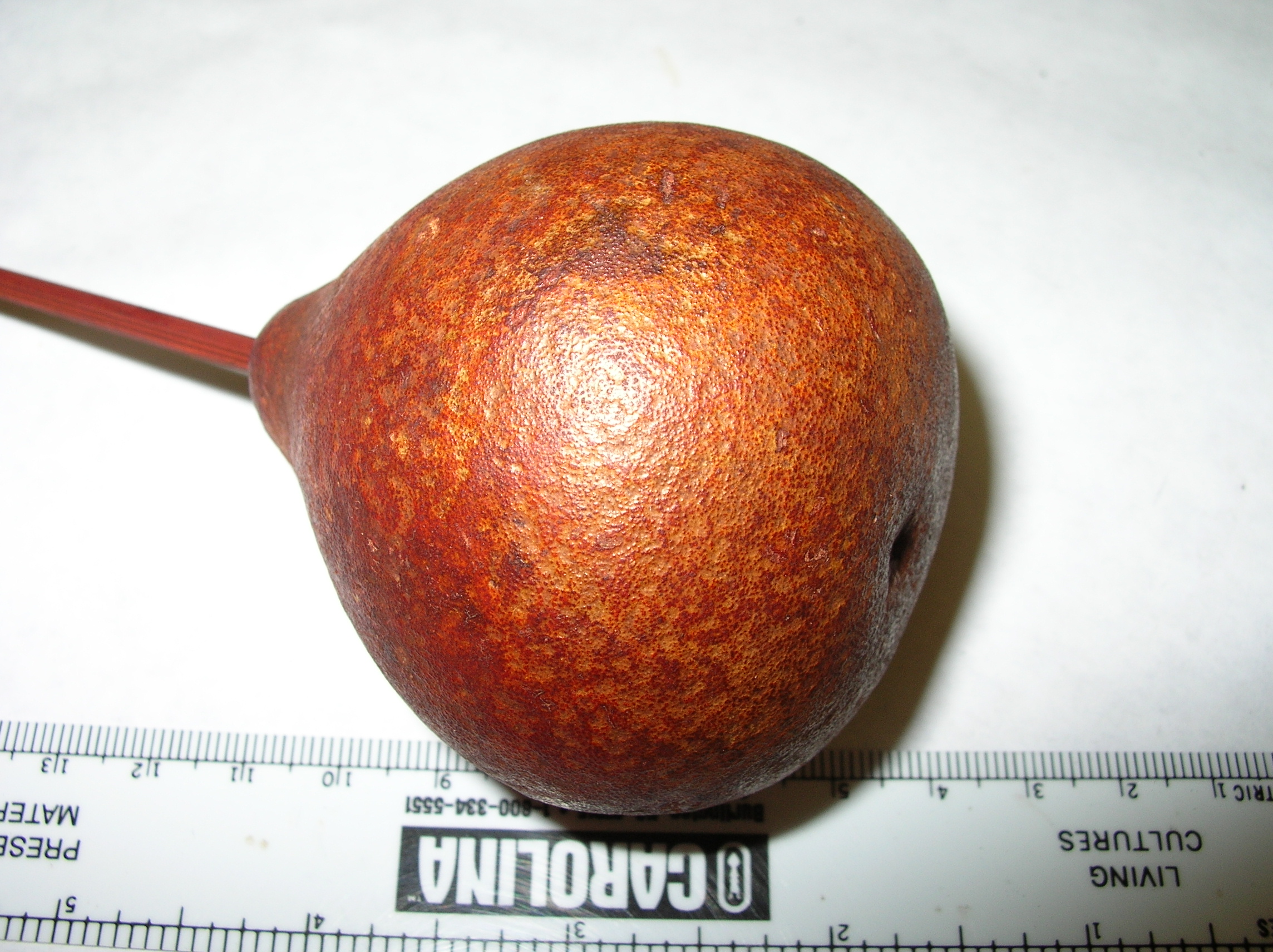 Rutaceae | Fruit and Seed Family ID