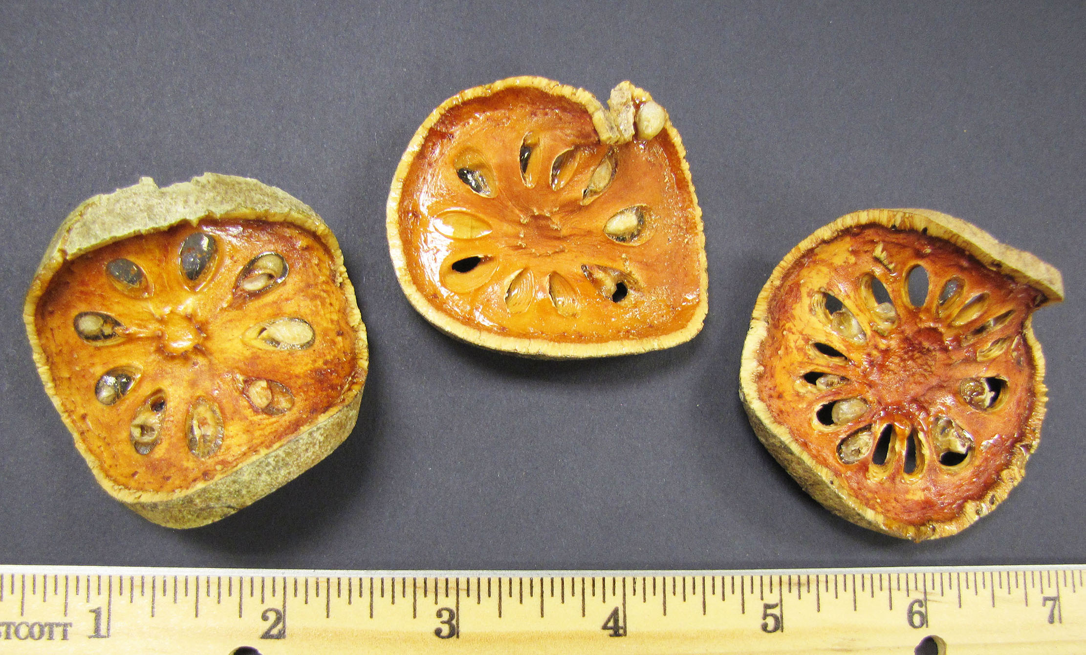 Rutaceae | Fruit and Seed Family ID