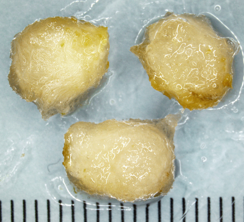 Rutaceae | Fruit and Seed Family ID