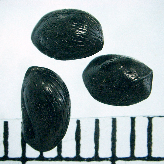 Rutaceae | Fruit and Seed Family ID