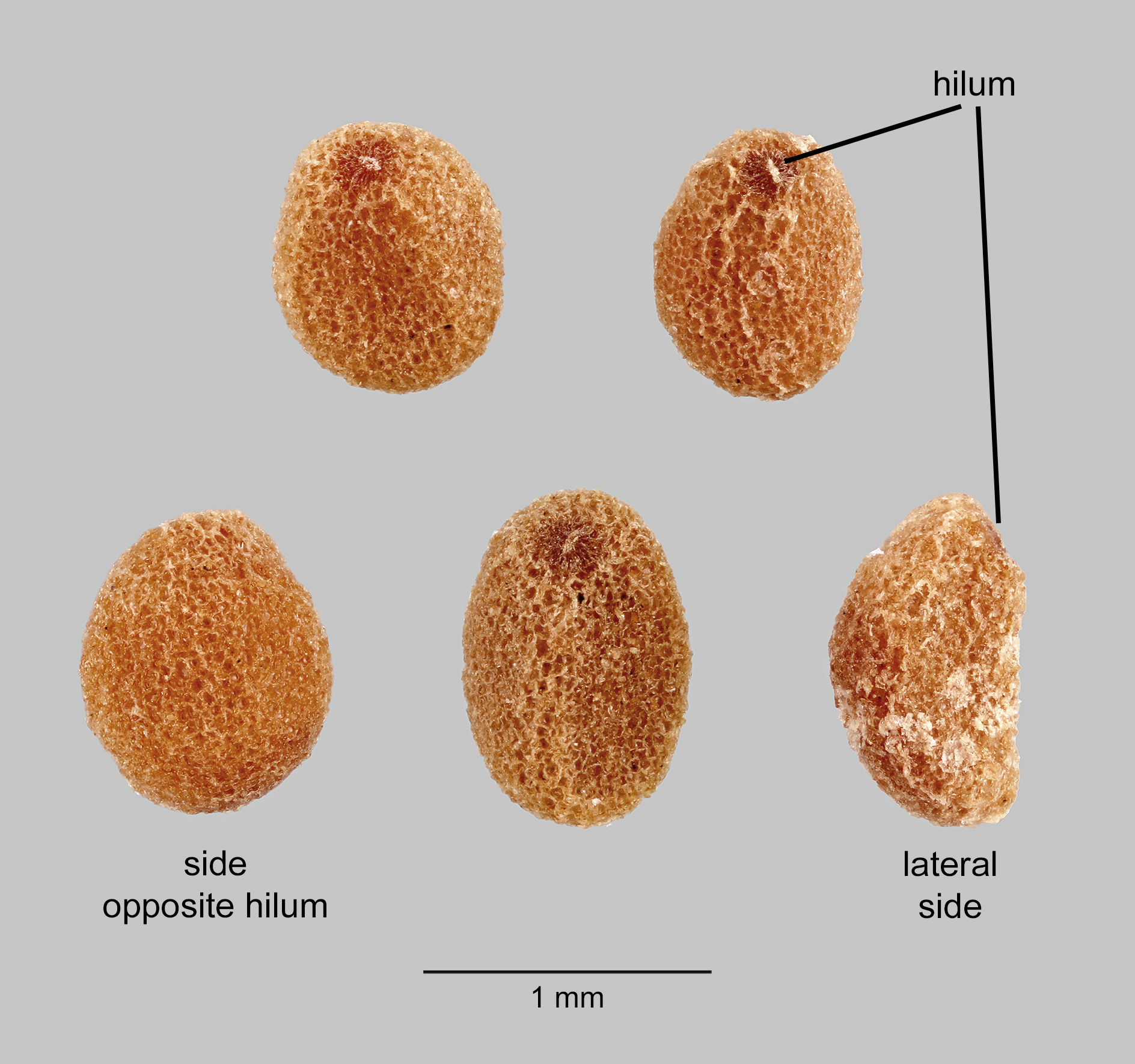 Convolvulaceae | Fruit and Seed Family ID