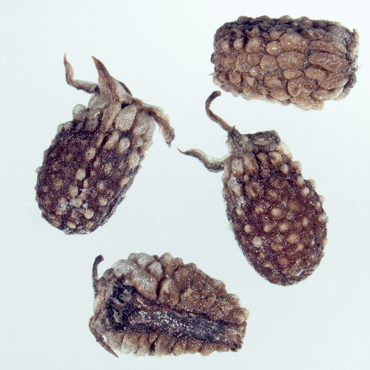 Apiaceae | Fruit and Seed Family ID