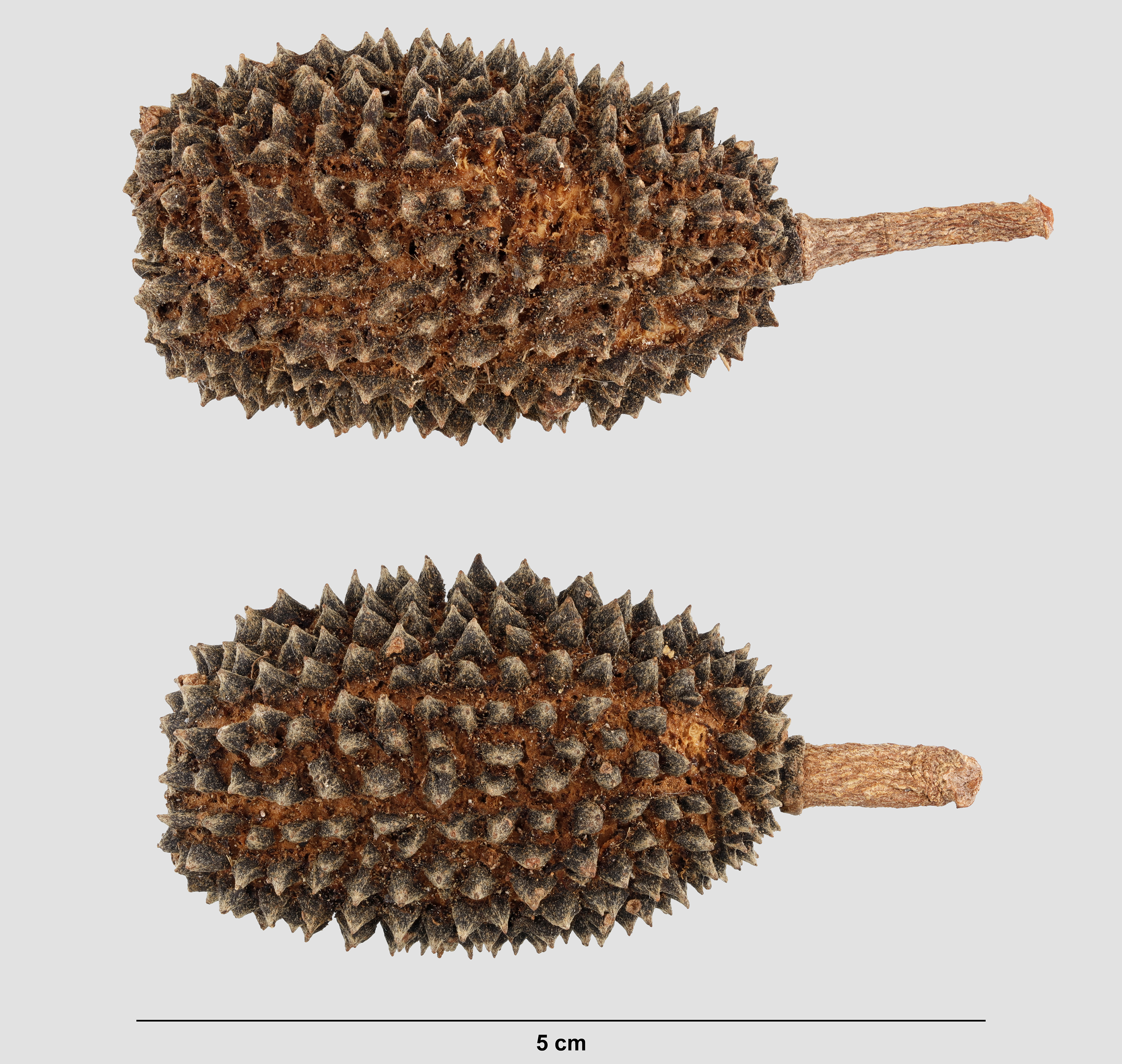 Malvaceae | Fruit and Seed Family ID