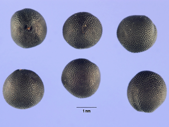 Caryophyllaceae | Fruit and Seed Family ID