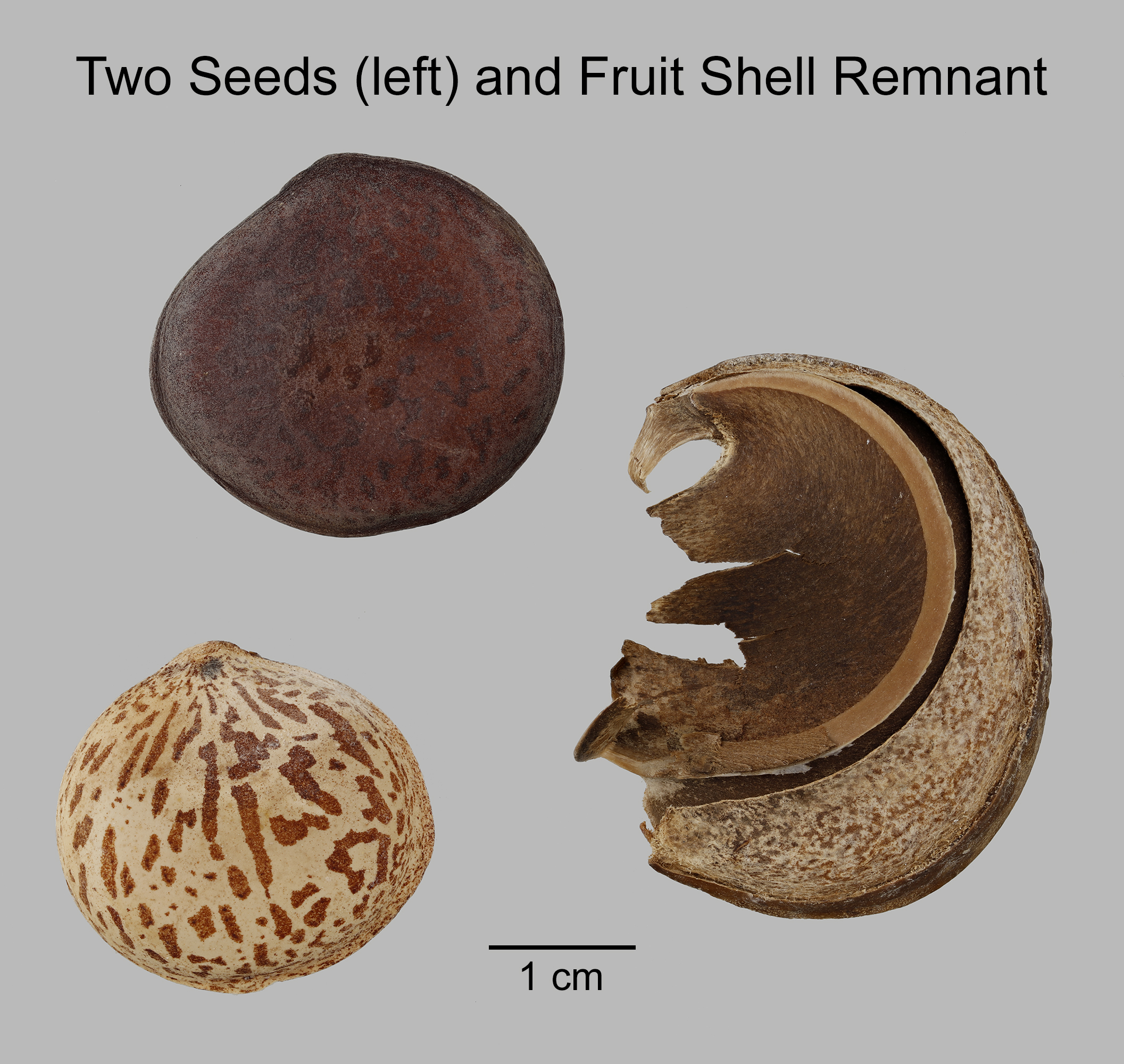 Euphorbiaceae | Fruit and Seed Family ID