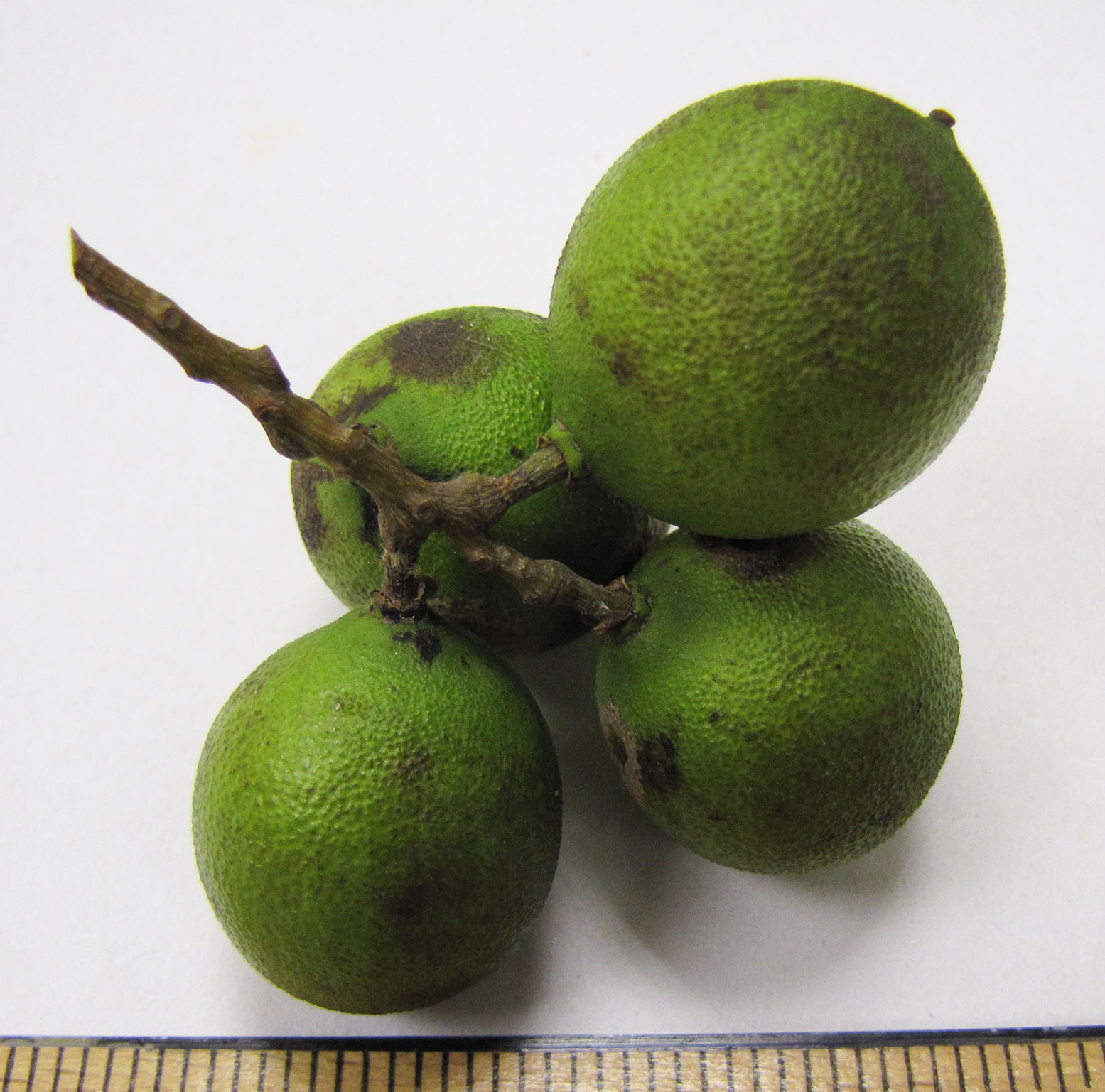 Sapindaceae | Fruit and Seed Family ID