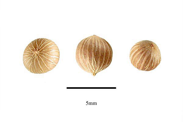 Myrsinaceae Fruit And Seed Family ID