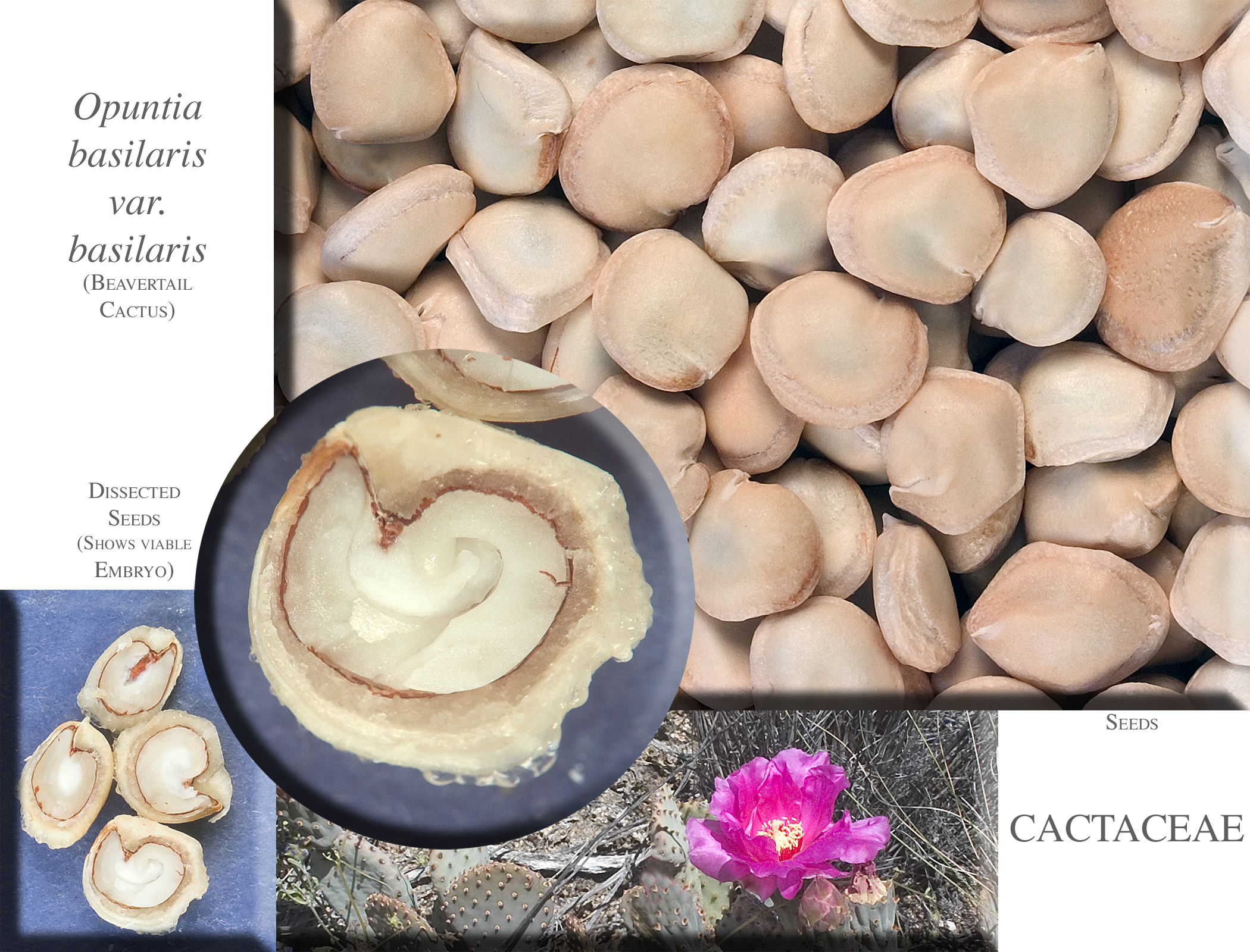 Cactaceae | Fruit and Seed Family ID