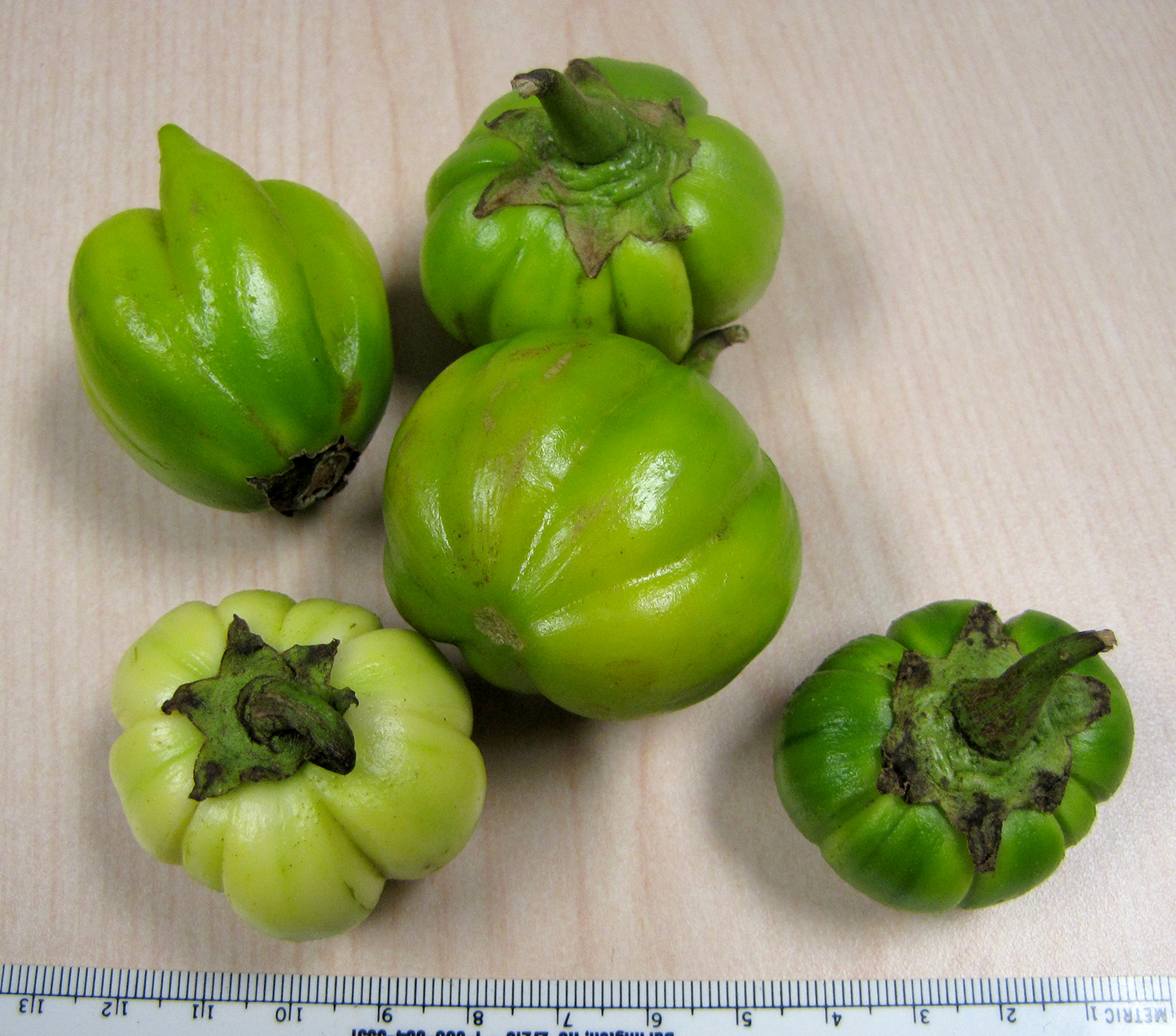 Solanaceae | Fruit and Seed Family ID