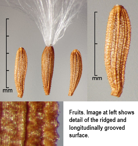 Asteraceae | Fruit and Seed Family ID