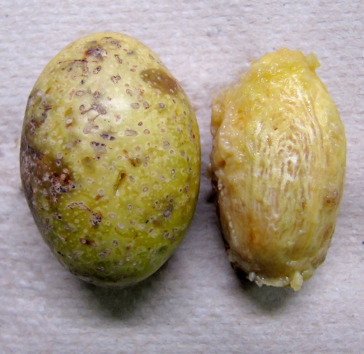 Anacardiaceae | Fruit and Seed Family ID