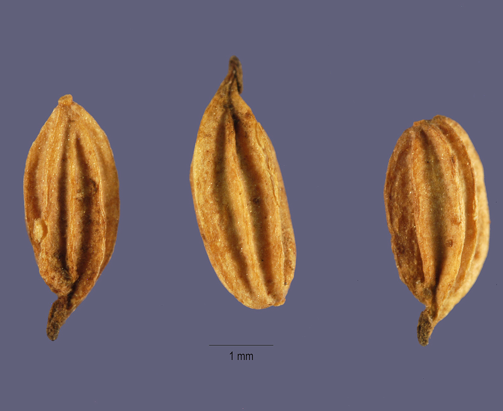 Ranunculaceae | Fruit and Seed Family ID