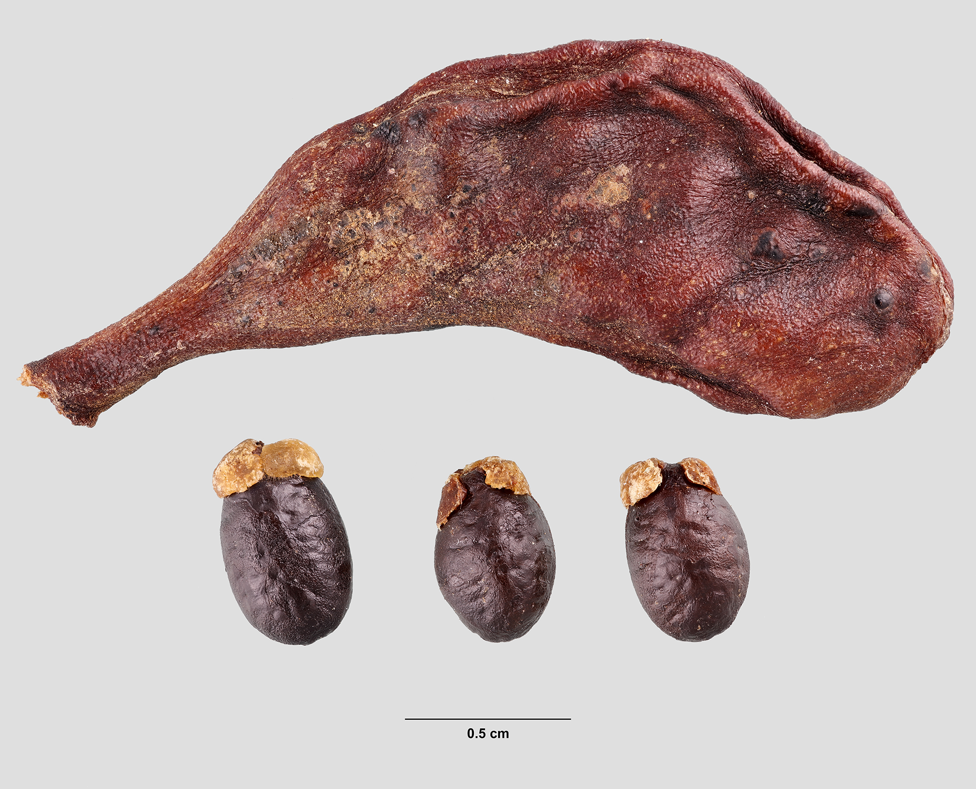 Annonaceae | Fruit and Seed Family ID