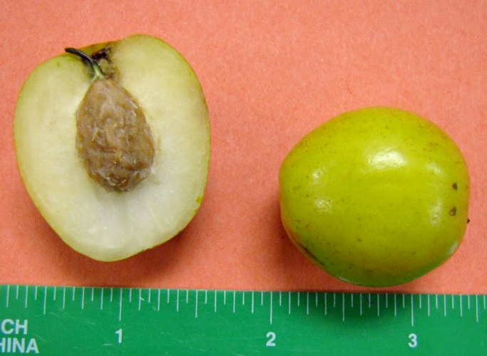 Rhamnaceae | Fruit and Seed Family ID