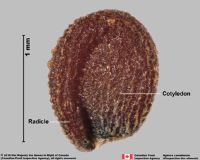 Asphodelaceae Fruit And Seed Family ID