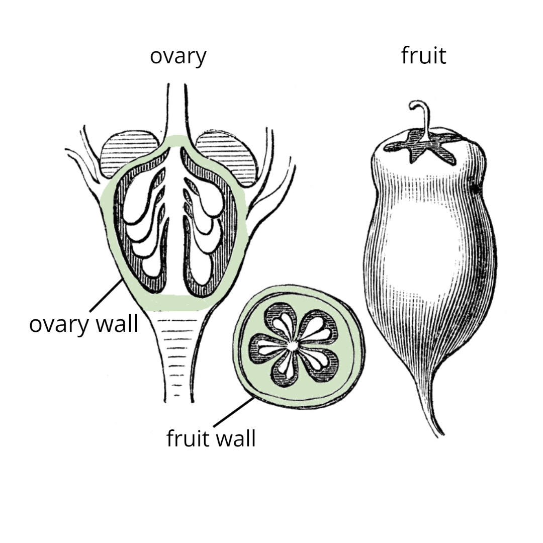 Ovary or immature fruit in longitudinal section with ovary wall highlighted in green (left); fruit in transection with fruit wall (derived from ovary wall) highlighted in green (middle); whole fruit (right).