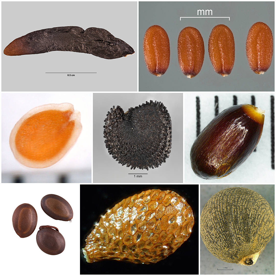 Seeds fruit and seed family id