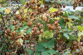   Infructescence:   Humulus lupulus ; Photo by AudreyMuratet, commons.wikimedia.org
