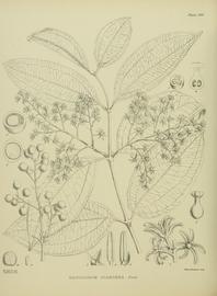   Fruit, seed, embryo:   Ripogonum scandens  (8, transverse section of fruit; 9, longitudinal section of fruit; 10, seed; 11, embryo); Illustration by M. Smith, Illustrations of New Zealand Flora (1914), courtesy of Watson and Dallwitz 1992 onwards 
