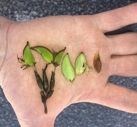   Fruits, seed:   Posidonia australis , from left to right immature fruits, mature fruits, seed; Photo by A.J. Hunter, commons.wikimedia.org
