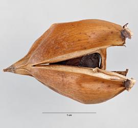 Gallery | Fruit and Seed Family ID