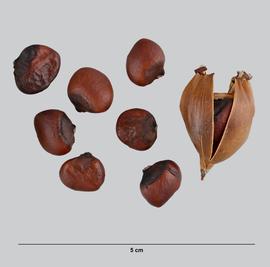 Gallery | Fruit and Seed Family ID