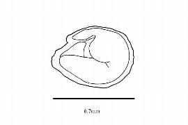   Embryo:   Dipteronia sinensis ; Illustration by K. Parker, Kirkbride et al. (2006)
