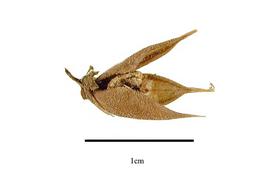   Fruit:   Acharia tragodes ; Photo by R. Gibbons, USDA APHIS PPQ, Kirkbride et al. (2006)
