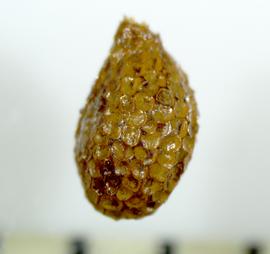 Actinidiaceae | Fruit and Seed Family ID
