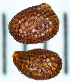   Seeds:   Actinidia  sp.; Photo by N. Diaz, USDA APHIS PPQ, imageID.idtools.org
