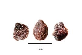   Seeds:   Cylindrophyllum calamiforme ; Photo by R. Gibbons, USDA APHIS PPQ, Kirkbride et al. (2006)
