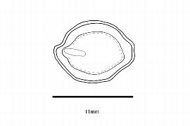   Embryo:   Alangium longiflorum ; Illustration by K. Parker, Kirkbride et al. (2006)
