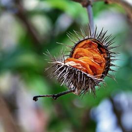   Fruit, seeds:   Allamanda blanchetii ; Photo by Mauricio Mercadante, flickr
