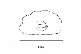   Embryo:   Gasteria croucheri ; Illustration by K. Parker, Kirkbride et al. (2006) 
