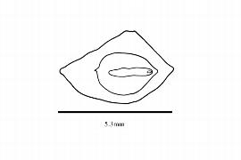   Embryo:   Kniphofia uvaria ; Illustration by K. Parker, Kirkbride et al. (2006) 
