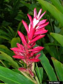   Inflorescence:   Alpinia purpurata ; Forest and Kim Starr, Starr Environmental, bugwood.org 
