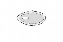   Embryo:   Alseuosmia linariifolia ; Illustration by K. Parker, Kirkbride et al. (2006)
