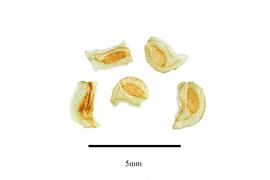   Seeds:   Alzatea verticilliata ; Photo by R. Gibbons, USDA APHIS PPQ, Kirkbride et al. (2006)
