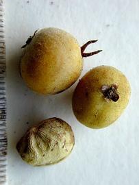   Fruits, seed:   Ampelocera ruizii ; Photo by P. Alvarez Loayza, Field Museum of Natural History
