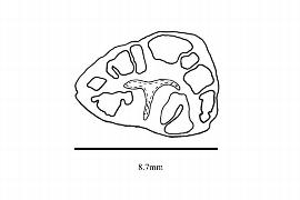   Embryo:   Ancistrocladus extensus ; Illustration by K. Parker, Kirkbride et al. (2006)
