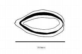   Embryo:   Anisophyllea apetula ; Illustration by K. Parker, Kirkbride et al. (2006)
