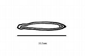   Embryo:   Combretocarpus rotundatus ; Illustration by K. Parker, Kirkbride et al. (2006)
