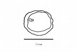   Embryo:   Ilex mucronata ; Illustration by K. Parker, Kirkbride et al. (2006)
