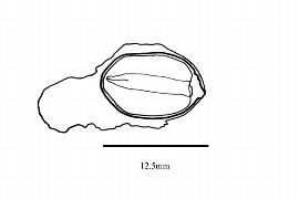  Embryo: Agathis dammara; Illustration by K. Parker, Kirkbride et al. (2006)
